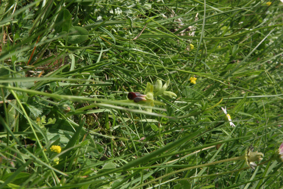 ophrys sulcata